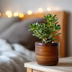 Kamerplanten-Plant in a Box Geldboom - Crassula ovata - Hoogte 15-25 cm - ø 12 cm