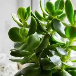 Kamerplanten-Plant in a Box Geldboom - Crassula ovata - Hoogte 15-25 cm - ø 12 cm