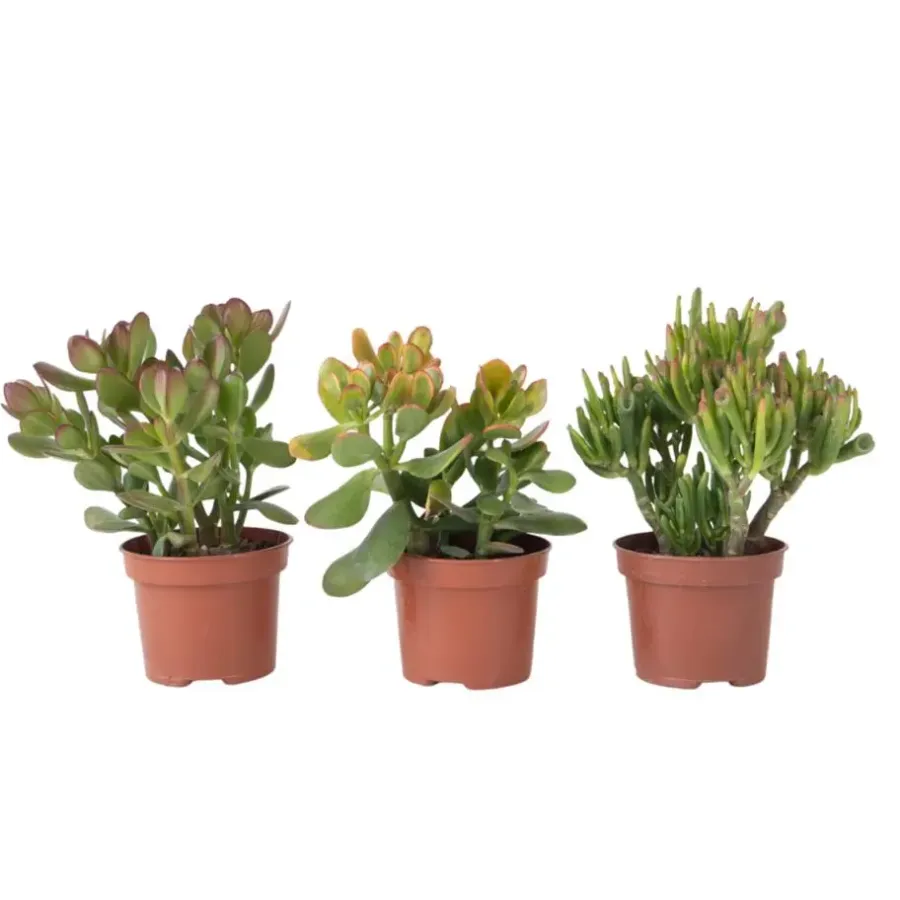 Kamerplanten-Plant in a Box Geldboom - Mix van 3 - Crassula Minor, Hobbit, Sunset - Hoogte 10-25cm - ø12cm