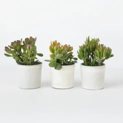 Kamerplanten-Plant in a Box Geldboom - Mix van 3 - Crassula Minor, Hobbit, Sunset - Hoogte 10-25cm - ø12cm