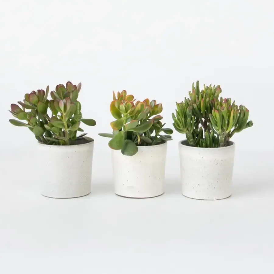 Kamerplanten-Plant in a Box Geldboom - Mix van 3 - Crassula Minor, Hobbit, Sunset - Hoogte 10-25cm - ø12cm