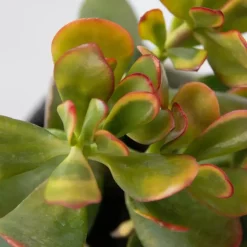 Kamerplanten-Plant in a Box Geldboom - Mix van 3 - Crassula Minor, Hobbit, Sunset - Hoogte 10-25cm - ø12cm