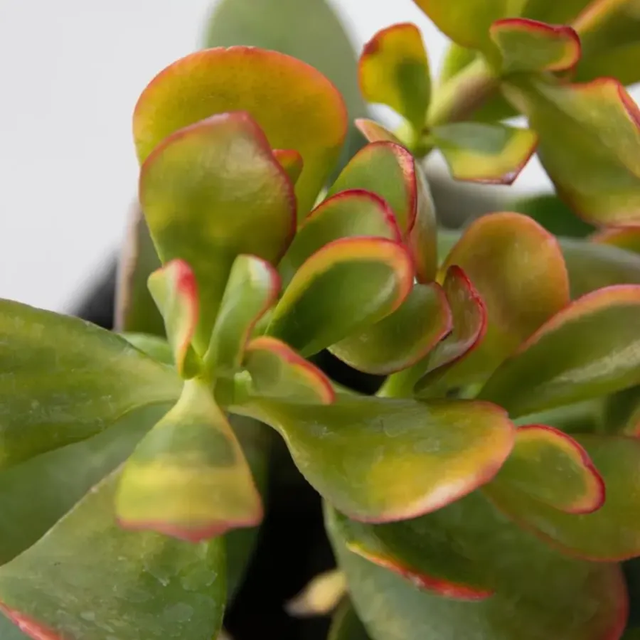 Kamerplanten-Plant in a Box Geldboom - Mix van 3 - Crassula Minor, Hobbit, Sunset - Hoogte 10-25cm - ø12cm