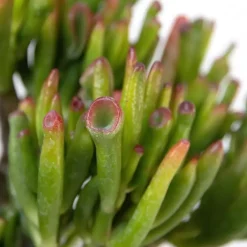 Kamerplanten-Plant in a Box Geldboom - Mix van 3 - Crassula Minor, Hobbit, Sunset - Hoogte 10-25cm - ø12cm