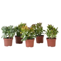 Kamerplanten-Plant in a Box Geldboom - Mix van 5 Crassula ovata soorten - Hoogte 10-25cm - Pot 12cm