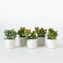 Kamerplanten-Plant in a Box Geldboom - Mix van 5 Crassula ovata soorten - Hoogte 10-25cm - Pot 12cm