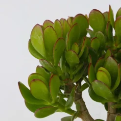 Kamerplanten-Plant in a Box Geldboom - Mix van 5 Crassula ovata soorten - Hoogte 10-25cm - Pot 12cm