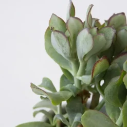 Kamerplanten-Plant in a Box Geldboom - Mix van 5 Crassula ovata soorten - Hoogte 10-25cm - Pot 12cm