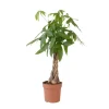 Kamerplanten-Plant in a Box Geldboom - Pachira aquatica - Hoogte 100-120cm - ⌀24cm