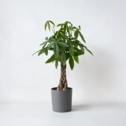 Kamerplanten-Plant in a Box Geldboom - Pachira aquatica - Hoogte 100-120cm - ⌀24cm
