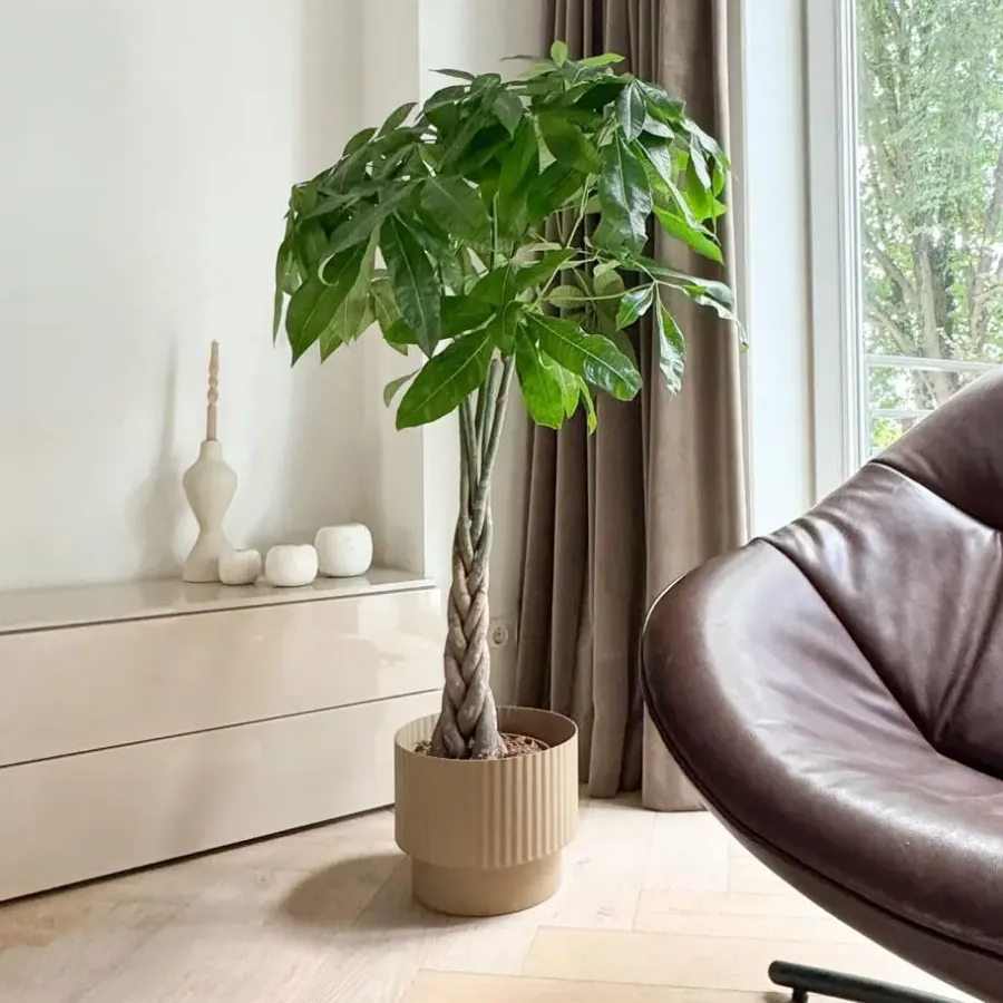 Kamerplanten-Plant in a Box Geldboom - Pachira aquatica - Hoogte 100-120cm - ⌀24cm