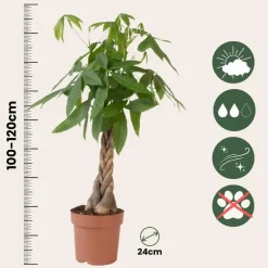 Kamerplanten-Plant in a Box Geldboom - Pachira aquatica - Hoogte 100-120cm - ⌀24cm
