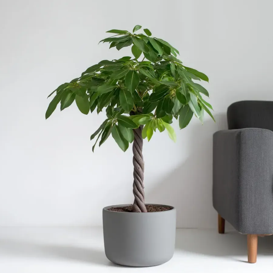 Kamerplanten-Plant in a Box Geldboom - Pachira aquatica - Hoogte 100-120cm - ⌀24cm