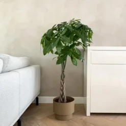 Kamerplanten-Plant in a Box Geldboom - Pachira aquatica - Hoogte 100-120cm - ⌀24cm