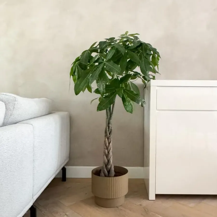 Kamerplanten-Plant in a Box Geldboom - Pachira aquatica - Hoogte 100-120cm - ⌀24cm