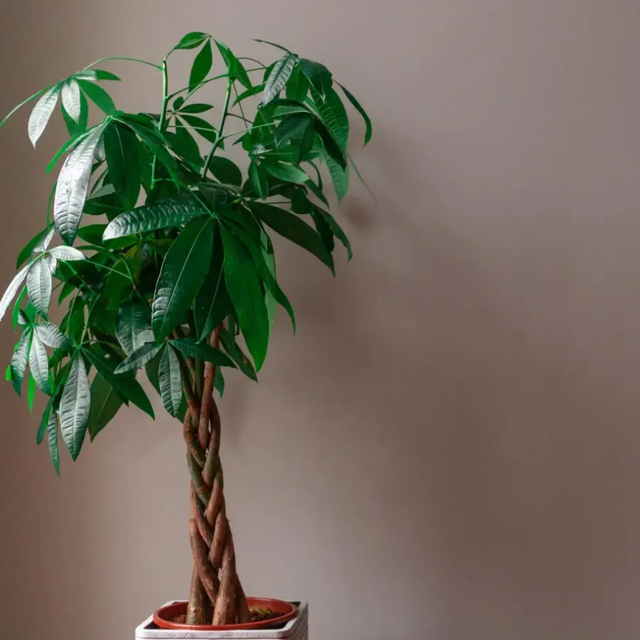 Kamerplanten-Plant in a Box Geldboom - Pachira aquatica - Hoogte 100-120cm - ⌀24cm