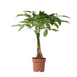 Kamerplanten-Plant in a Box Geldboom - Pachira aquatica - Hoogte 60-70cm - ⌀17cm