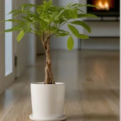 Kamerplanten-Plant in a Box Geldboom - Pachira aquatica - Hoogte 60-70cm - ⌀17cm