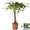 Plant in a Box Geldboom - Pachira aquatica - Hoogte 60-70cm - ⌀17cm