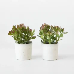 Plant in a Box Geldboom - Set van 2 - Crassula ovata - Hoogte 15-25 cm - ø 12 cm