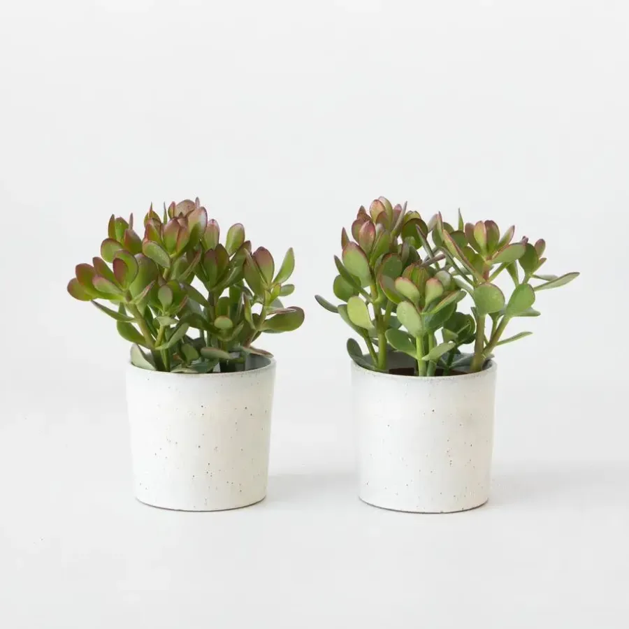 Plant in a Box Geldboom - Set van 2 - Crassula ovata - Hoogte 15-25 cm - ø 12 cm