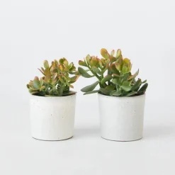 Plant in a Box Geldboom - Set van 2 - Crassula ovata 'Sunset' - Hoogte 15-20cm - ⌀12cm