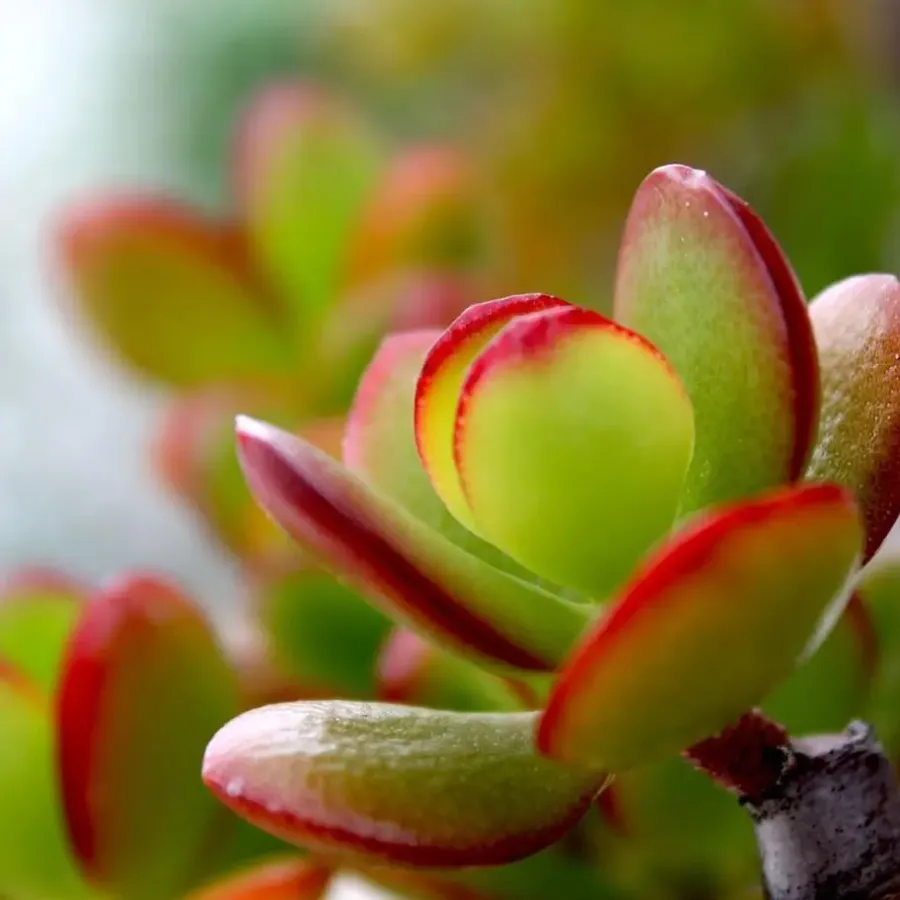 Plant in a Box Geldboom - Set van 2 - Crassula ovata 'Sunset' - Hoogte 15-20cm - ⌀12cm