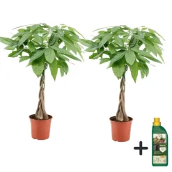 Kamerplanten-Plant in a Box Geldboom met voeding - Set van 2 - Pachira aquatica - Hoogte 60-70cm - ⌀17cm