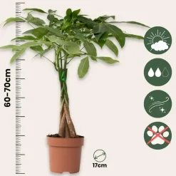 Kamerplanten-Plant in a Box Geldboom met voeding - Set van 2 - Pachira aquatica - Hoogte 60-70cm - ⌀17cm