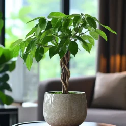 Kamerplanten-Plant in a Box Geldboom met voeding - Set van 2 - Pachira aquatica - Hoogte 60-70cm - ⌀17cm