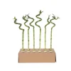 Plant in a Box Geluksbamboe - Set van 12 - Dracaena sanderiana - Hoogte 40-50cm - ⌀2cm