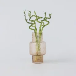 Plant in a Box Geluksbamboe - Set van 12 - Dracaena sanderiana - Hoogte 40-50cm - ⌀2cm