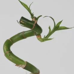 Plant in a Box Geluksbamboe - Set van 12 - Dracaena sanderiana - Hoogte 40-50cm - ⌀2cm