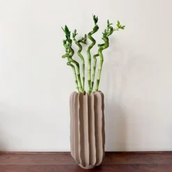 Plant in a Box Geluksbamboe - Set van 12 - Dracaena sanderiana - Hoogte 40-50cm - ⌀2cm