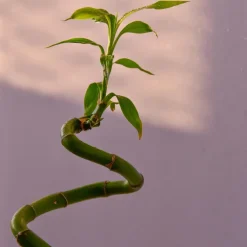 Plant in a Box Geluksbamboe - Set van 12 - Dracaena sanderiana - Hoogte 40-50cm - ⌀2cm