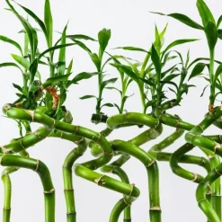 Plant in a Box Geluksbamboe - Set van 12 - Dracaena sanderiana - Hoogte 40-50cm - ⌀2cm