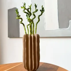 Plant in a Box Geluksbamboe - Set van 6 - Dracaena sanderiana - Hoogte 40-50cm - ⌀2cm