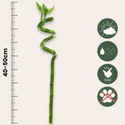 Plant in a Box Geluksbamboe - Set van 6 - Dracaena sanderiana - Hoogte 40-50cm - ⌀2cm