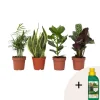 Plant in a Box Gemakkelijke kamerplanten - Set van 4 - Hoogte 25-40cm - ⌀12cm
