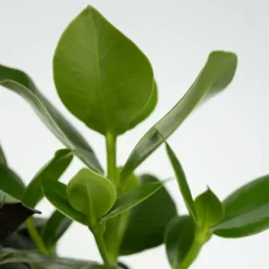 Plant in a Box Gemakkelijke kamerplanten - Set van 4 - Hoogte 25-40cm - ⌀12cm