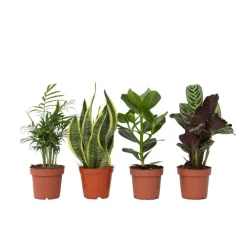 Kamerplanten-Plant in a Box Gemakkelijke kamerplanten - Set van 4 - Hoogte 25-40cm - ⌀12cm