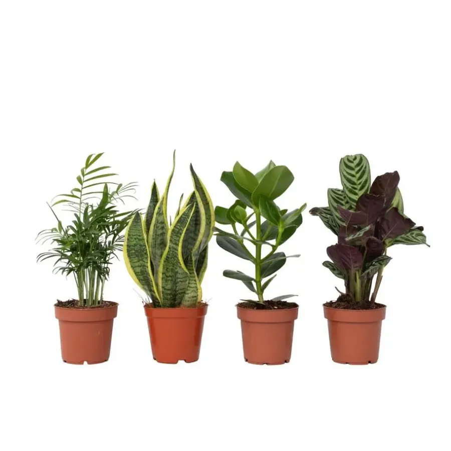Kamerplanten-Plant in a Box Gemakkelijke kamerplanten - Set van 4 - Hoogte 25-40cm - ⌀12cm