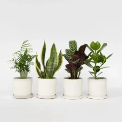 Kamerplanten-Plant in a Box Gemakkelijke kamerplanten - Set van 4 - Hoogte 25-40cm - ⌀12cm