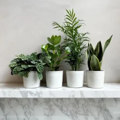 Kamerplanten-Plant in a Box Gemakkelijke kamerplanten - Set van 4 - Hoogte 25-40cm - ⌀12cm