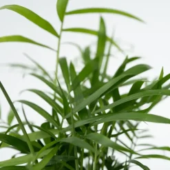 Kamerplanten-Plant in a Box Gemakkelijke kamerplanten - Set van 4 - Hoogte 25-40cm - ⌀12cm