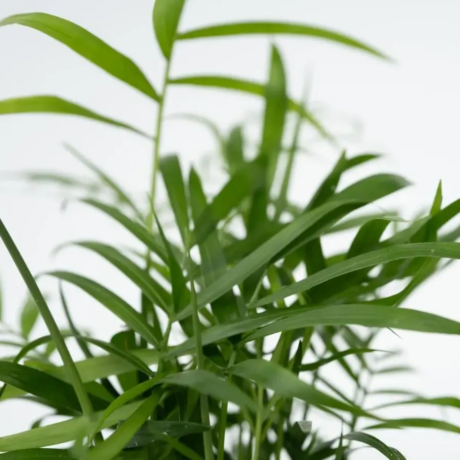Kamerplanten-Plant in a Box Gemakkelijke kamerplanten - Set van 4 - Hoogte 25-40cm - ⌀12cm