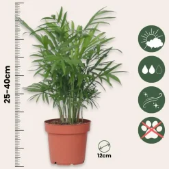 Kamerplanten-Plant in a Box Gemakkelijke kamerplanten - Set van 4 - Hoogte 25-40cm - ⌀12cm