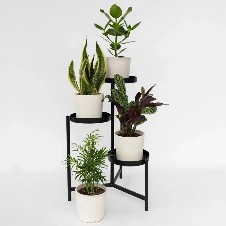 Kamerplanten-Plant in a Box Gemakkelijke kamerplanten - Set van 4 - Hoogte 25-40cm - ⌀12cm
