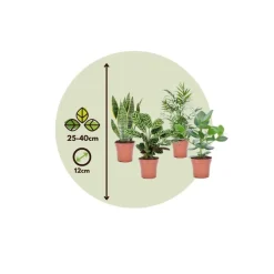 Kamerplanten-Plant in a Box Gemakkelijke kamerplanten - Set van 4 - Hoogte 25-40cm - ⌀12cm
