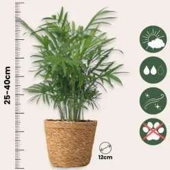 Plant in a Box Gemakkelijke kamerplanten - Set van 4 incl. mand - Hoogte 25-40cm - ⌀12cm
